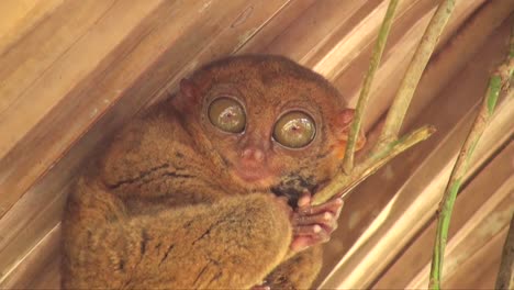 close up shot of tarsier in bohol island philippines