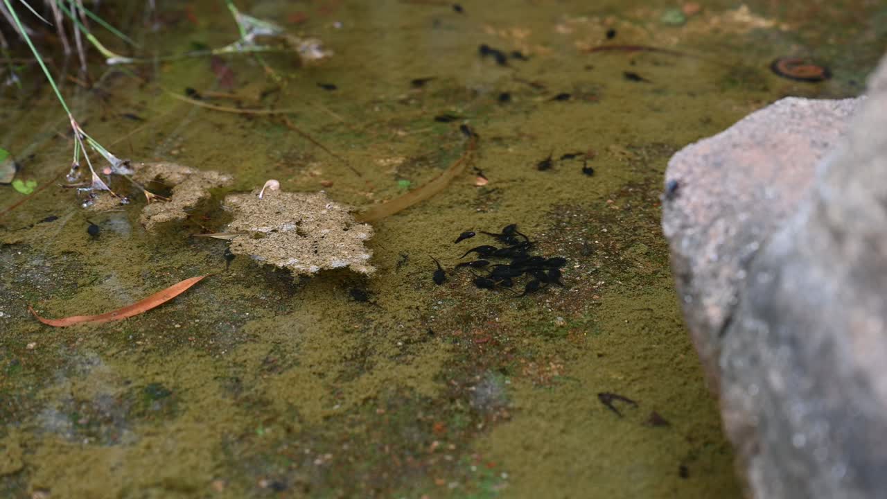 개울의 얕은 부분에 있는 올챙이가 침대 바닥에서 조류를 먹고 있습니다.