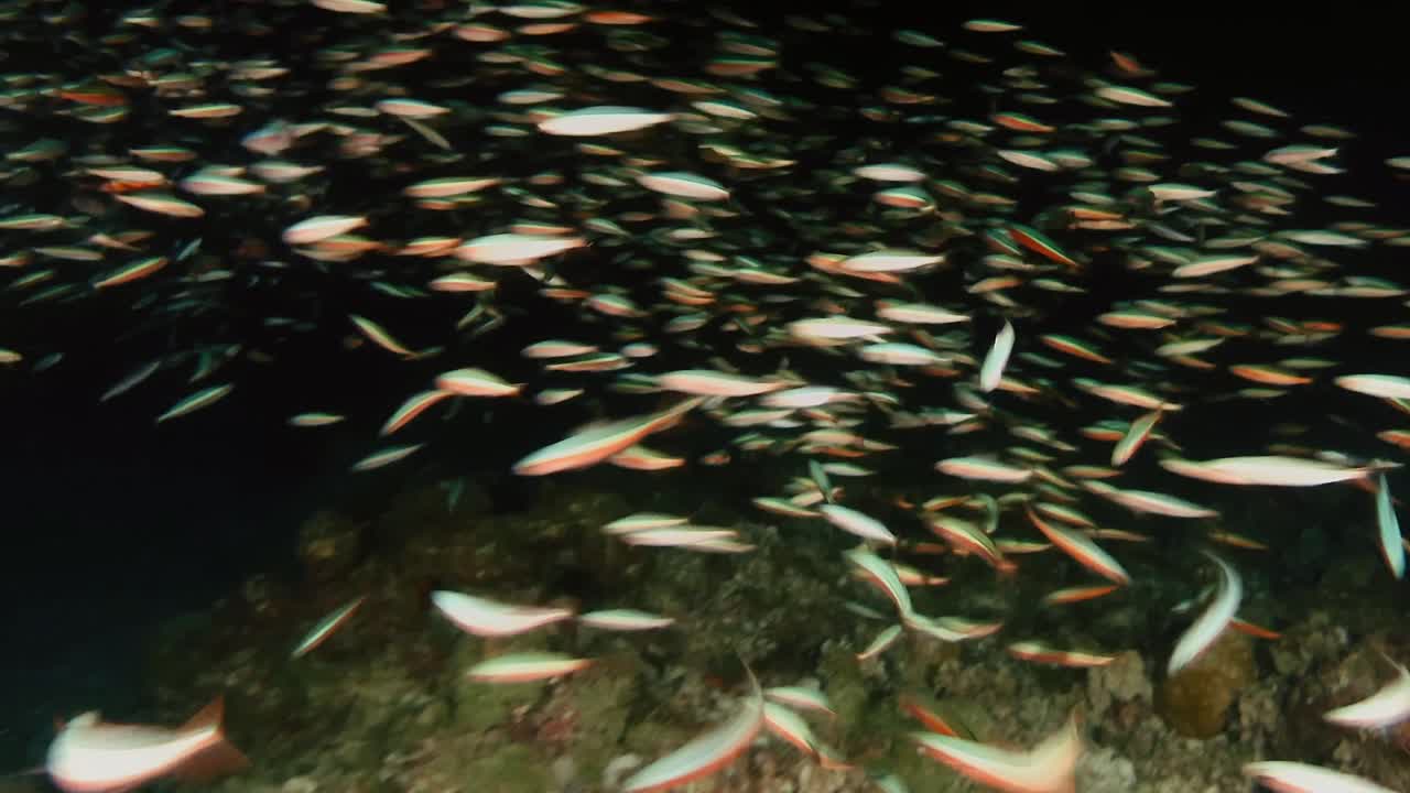 Grande banco di pesci fucilieri che si muovono nelle scure acque della barriera corallina durante un'immersione notturna a Mauritius. Scena subacquea dinamica con pesci scintillanti che riflettono le luci subacquee in un habitat oceanico tropicale.