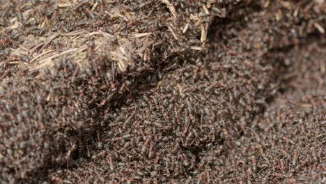 Red-wood-ant-colony,-Formica-rufa,-in-a-forest-in-Sweden,-close-up-zoom-out