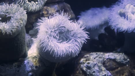 水族館のイソギンチャクとサンゴ礁の光の反射