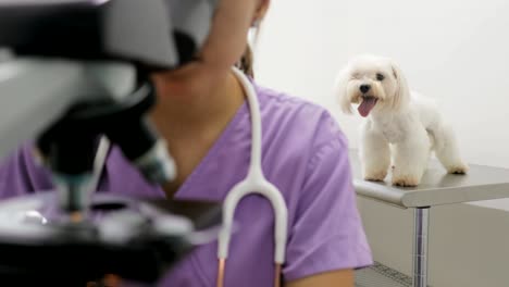 clinic staff with woman working as veterinary in pet shop
