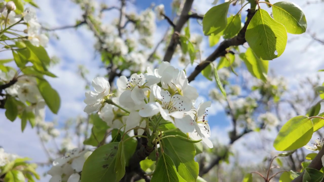 White blossoms blooming on tree branches under bright sunlight during spring