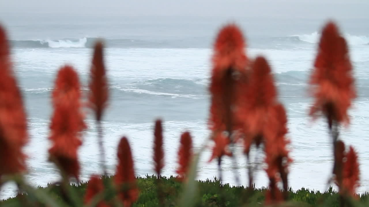 백그라운드에서 바다와 붉은 알로에 꽃의 선택적 초점 보기