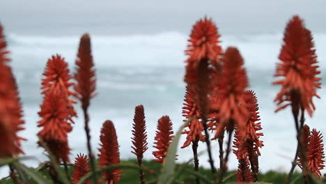 vista de enfoque selectivo de las flores de aloe rojo con el océano en el fondo