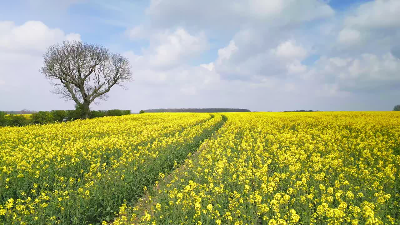 Canola Field with Single Tree Under Blue Sky