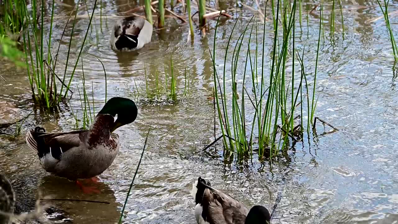 gruppo di anatre domestiche vicino alla riva del lago