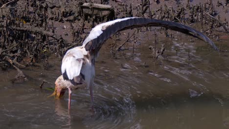 milky stork foraging food on shallow water and spreading its wing