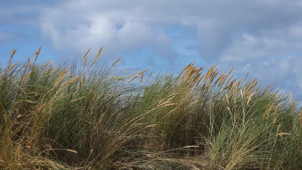 Reeds and grasses blowing in the wind on a Uk beach, In Slow Motion - 30 Second Version