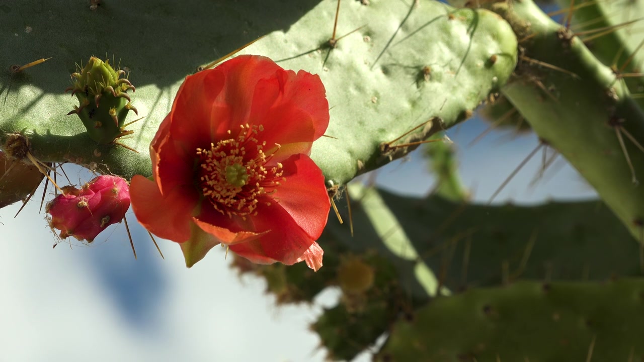 Durante la vacanza estiva sull'isola di Rab in Croazia ho trovato molti fichi d'India nella capitale Rab. Oltre al verde, avevano molti fiori gialli e rossi.