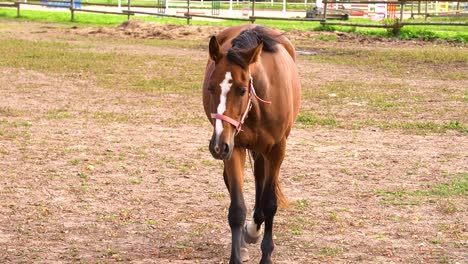 Shallow-Focus-of-Brown-Horse