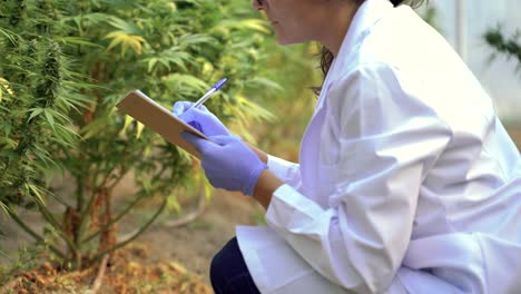 scientist with document analyzing cannabis plants