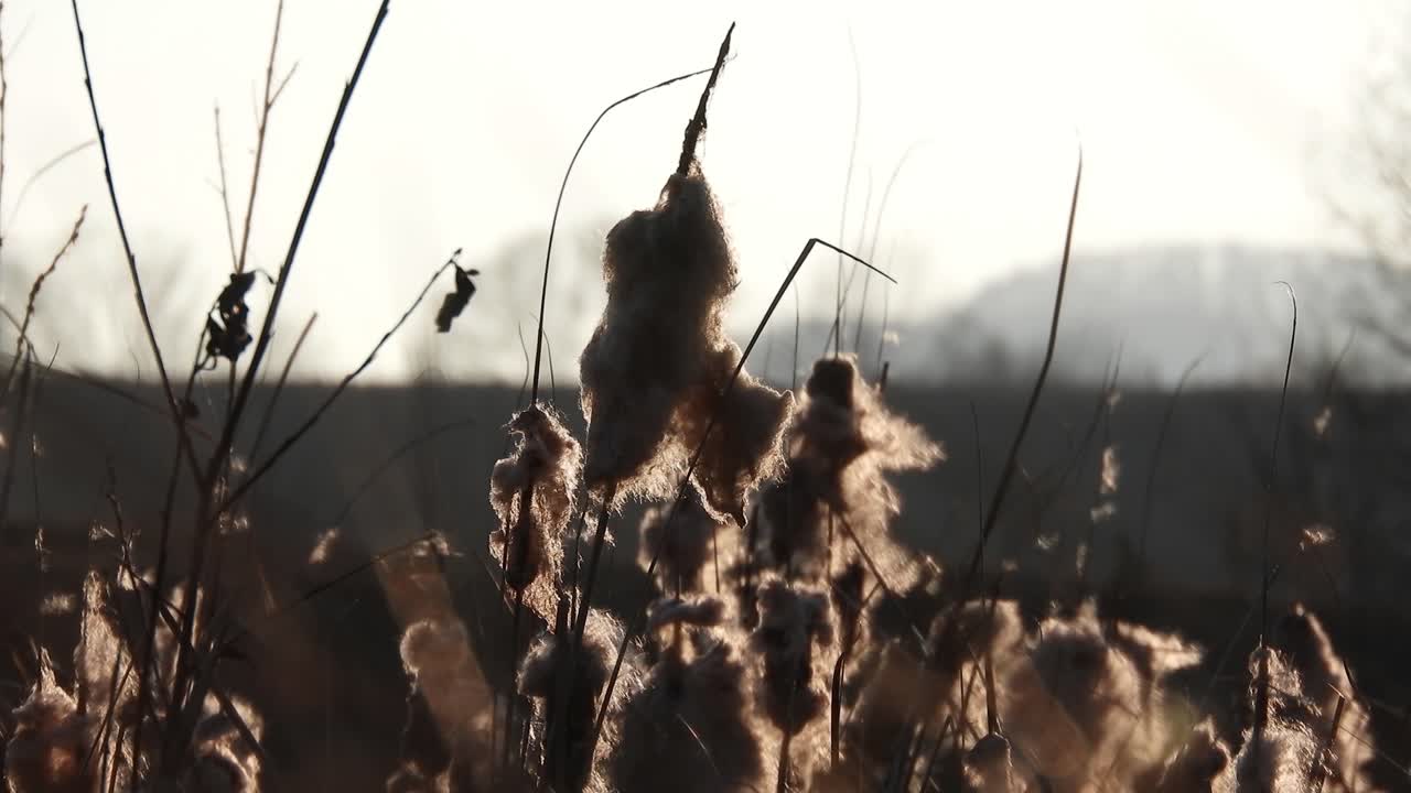 Wind blowing through mace reed, early spring season near a river