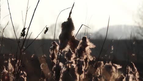 wind blowing through mace reed, early spring season near a river