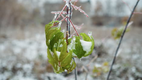 frosted green leaves coated in glistening ice and snow against a blurred snowy background, showcasing delicate frozen textures and vibrant colors in a serene winter landscape