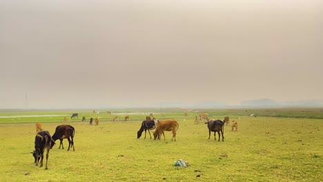 egret birds fly by cattle on open grass field in foggy bangladesh, slow pan