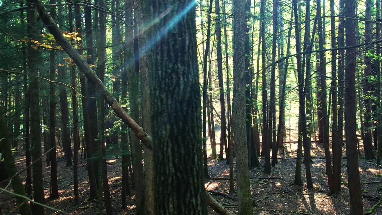 황금색 빛으로 여름에 따뜻한 숲의 화려한 부드러운 드론 영상