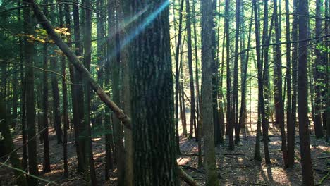 Spectacular-smooth-drone-footage-of-a-warm-forest-in-summer-with-golden-light