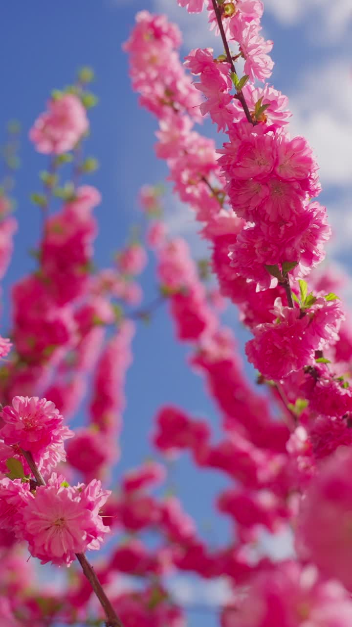 Fiori rosa ondeggiano dolcemente contro un cielo azzurro limpido. I petali brillano vividamente nella morbida luce solare naturale. Un'ape si libra vicino ai fiori, attratta dal nettare. Leggere foglie verdi fanno capolino tra i fiori.