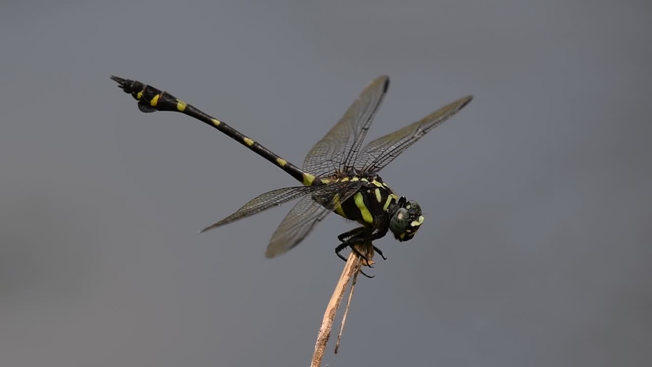 일반적인 flangetail 잠자리는 태국과 아시아에서 흔히 볼 수 있습니다.