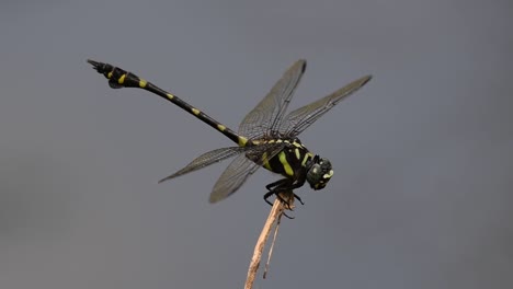 La-Libélula-De-Cola-De-Brida-Común-Se-Ve-Comúnmente-En-Tailandia-Y-Asia