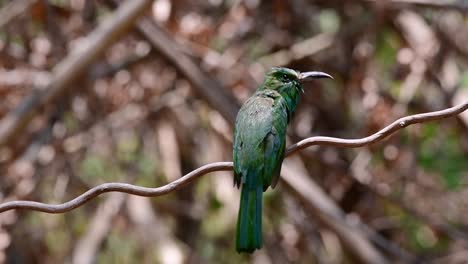 El-Abejaruco-De-Barba-Azul-Se-Encuentra-En-La-Península-De-Malaya,-Incluida-Tailandia,-En-Claros-De-Bosques-Particulares