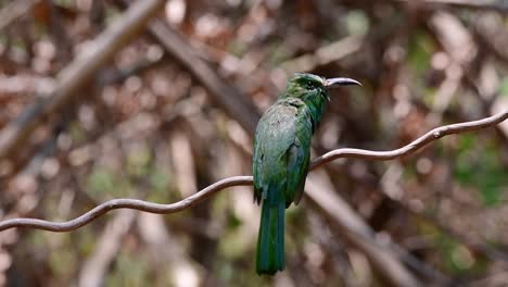 el abejaruco de barba azul se encuentra en la península de malaya, incluida tailandia, en claros de bosques particulares