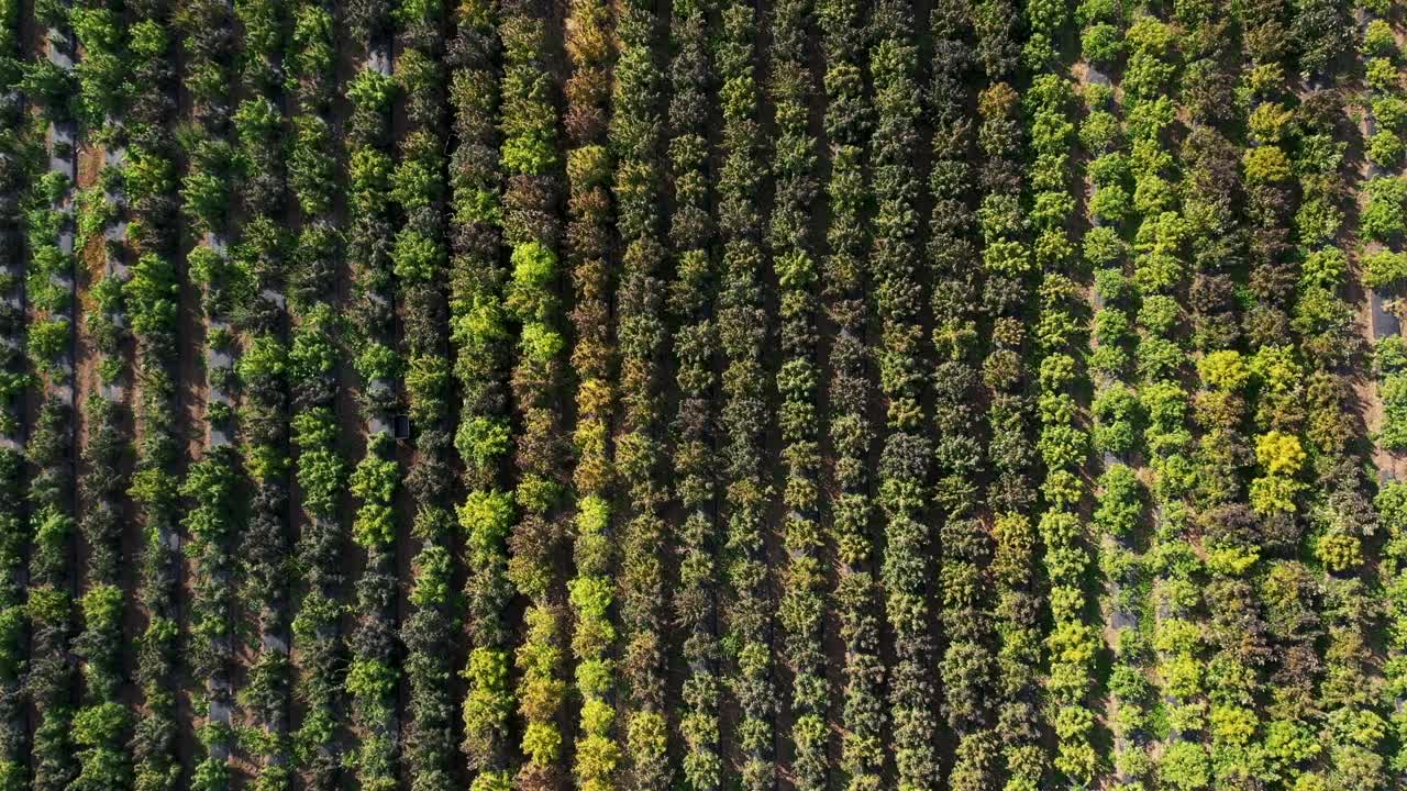 vista aérea de un campo de cáñamo que se cosechará para la producción de aceite de cbd en el sur de oregon