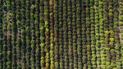 Vista-Aérea-De-Un-Campo-De-Cáñamo-Que-Se-Cosechará-Para-La-Producción-De-Aceite-De-Cbd-En-El-Sur-De-Oregon