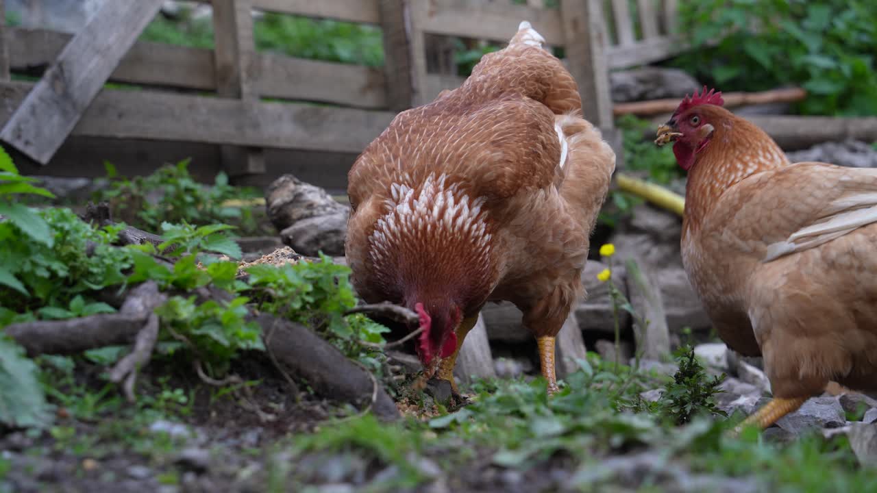 pollos peleando para comer granos en una granja orgánica de rango libre rodeada por una cerca de madera