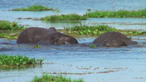 los elefantes luchan y pelean en un pantano