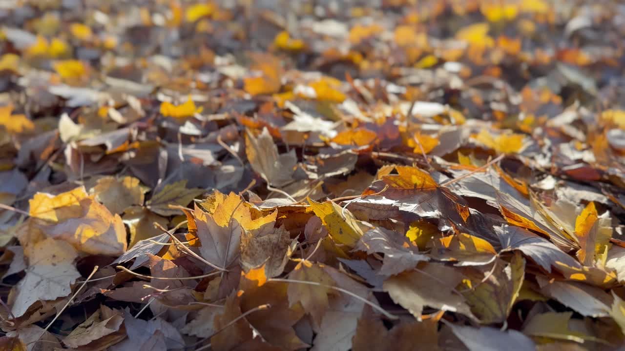 분해를 시작하기 위해  ⁇ 어져 있는 메이플 잎  ⁇ 어리