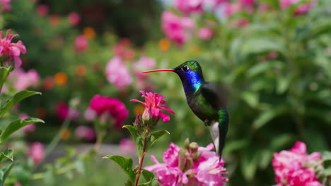 hummingbird feeding on pink flowers in a garden
