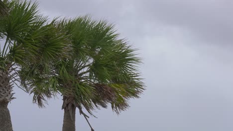 close up of palm trees blowing in a very strong wind