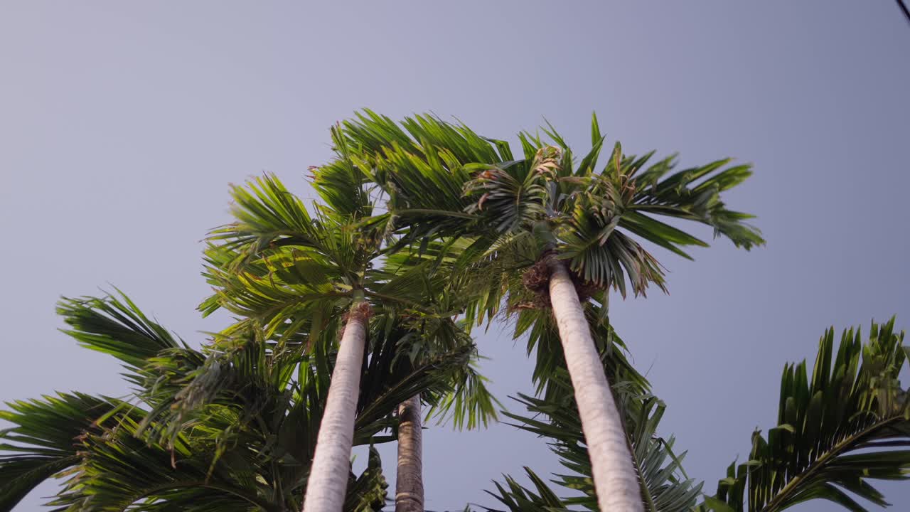Palm Trees Against a Pale Sky