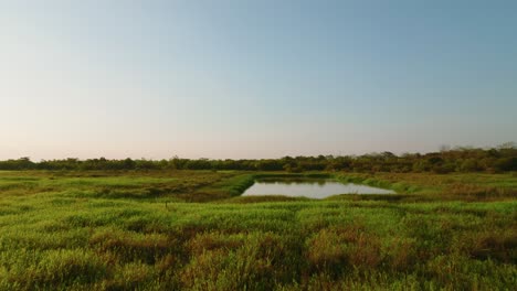 Tranquil-wetland-in-Arauca,-Colombia-with-lush-greenery-and-clear-skies-at-midday