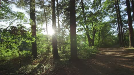 Light-pouring-through-trees-during-sunset