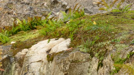 Die-Natur-Wird-Immer-Gedeihen,-Wie-Es-In-Den-Vögeln-Dargestellt-Ist,-Die-In-Der-Felsigen-Herbstlandschaft-Gedeihen