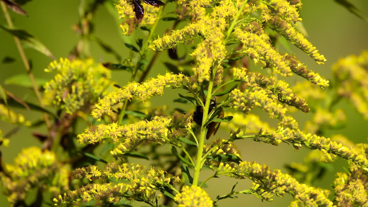 flores de otoño y abejas en pleno apogeo a lo largo de una carretera rural de georgia