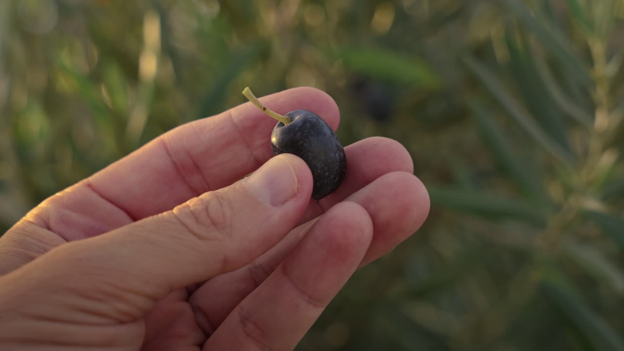 ⁇ 스트라 버진 올리브 오일을 만들기 위한 올리브 수확을 위한 올리브 채취와 검사