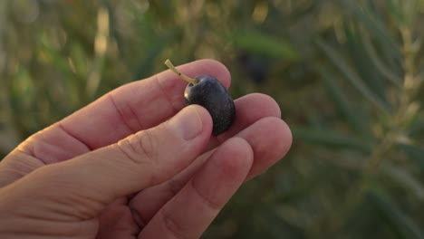 picking and testing olives for olive harvesting for making extra virgin olive oil