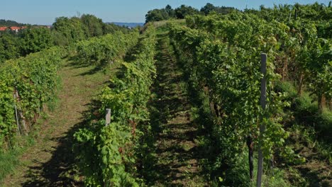 Aerial-view-of-vineyard,-flying-through-rows-of-grapevine,-grape-harvest