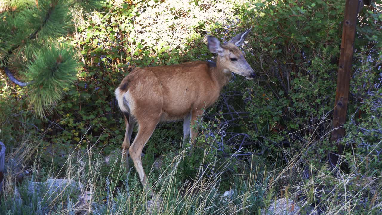 ciervo bura alerta deja de comer para buscar amenazas