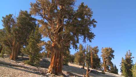 Ancient bristlecone pine trees growing in the White Mountains of California