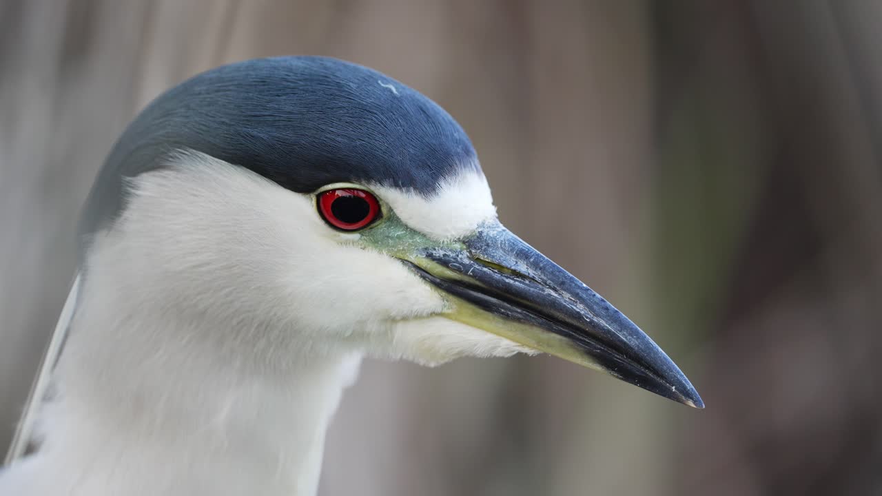 먹이에 구역을 지정하는 검은 머리 밤 왜가리