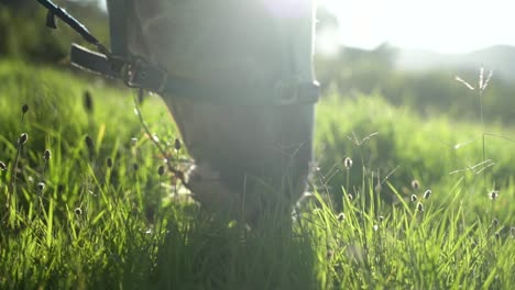 Nahaufnahme-Eines-Pferdes,-Das-Auf-Einem-Grünen-Feld-Weidet,-Hinter-Dem-Die-Sonne-Scheint