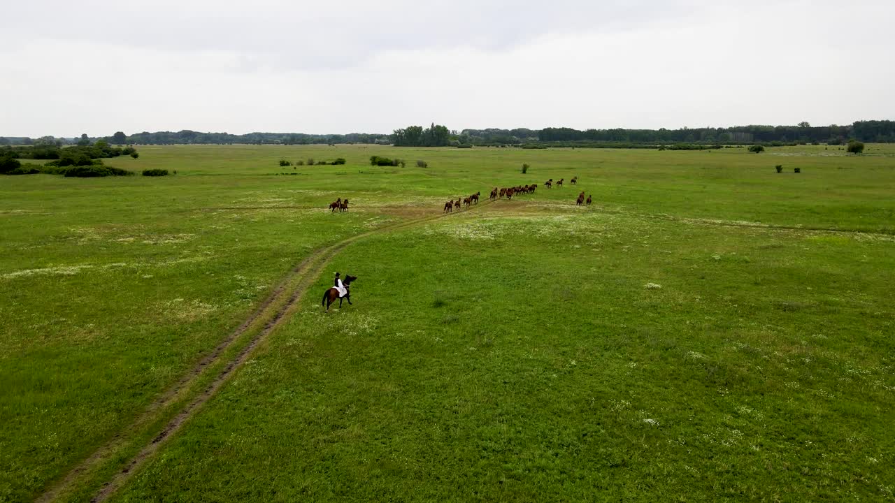 caballos akhal teke con jinetes húngaros