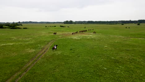 akhal teke horses with hungarian colt riders