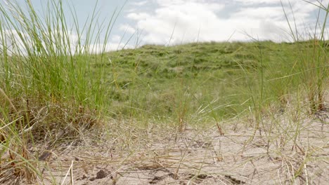 una vista baja y cercana de mechones verdes y puntiagudos de hierba marram mientras sopla suavemente en la brisa de verano