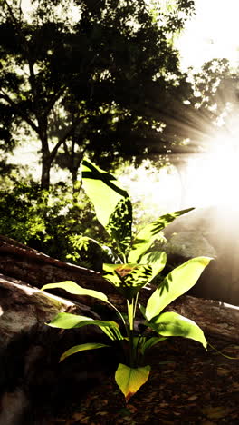 a young plant growing in a lush forest, bathed in warm sunlight